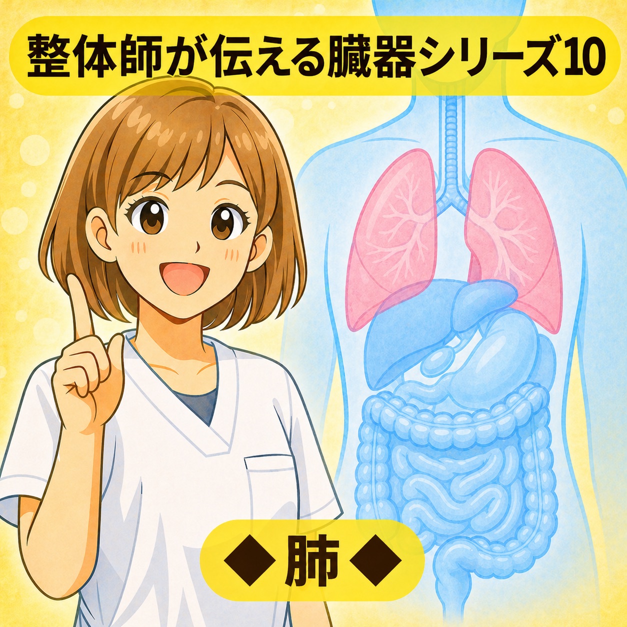 整体師が伝える臓器シリーズ Vol.10 肺 ─ 肺をやさしく解説するイラスト