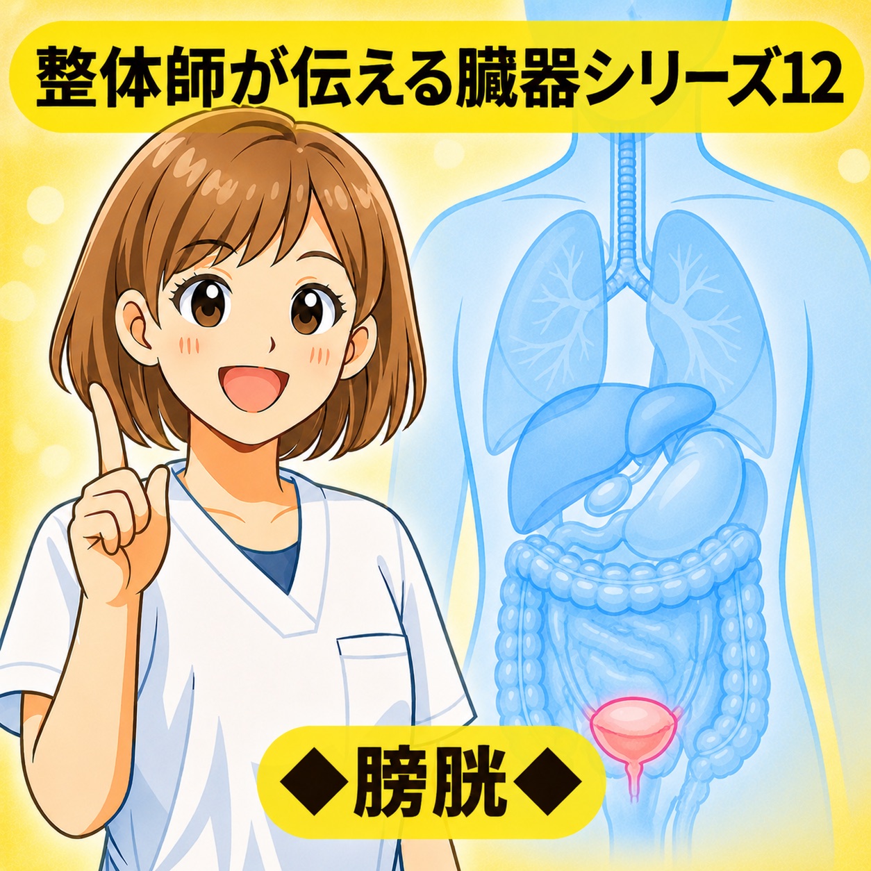 整体師が伝える臓器シリーズ Vol.12 膀胱 ─ 膀胱をやさしく解説するイラスト