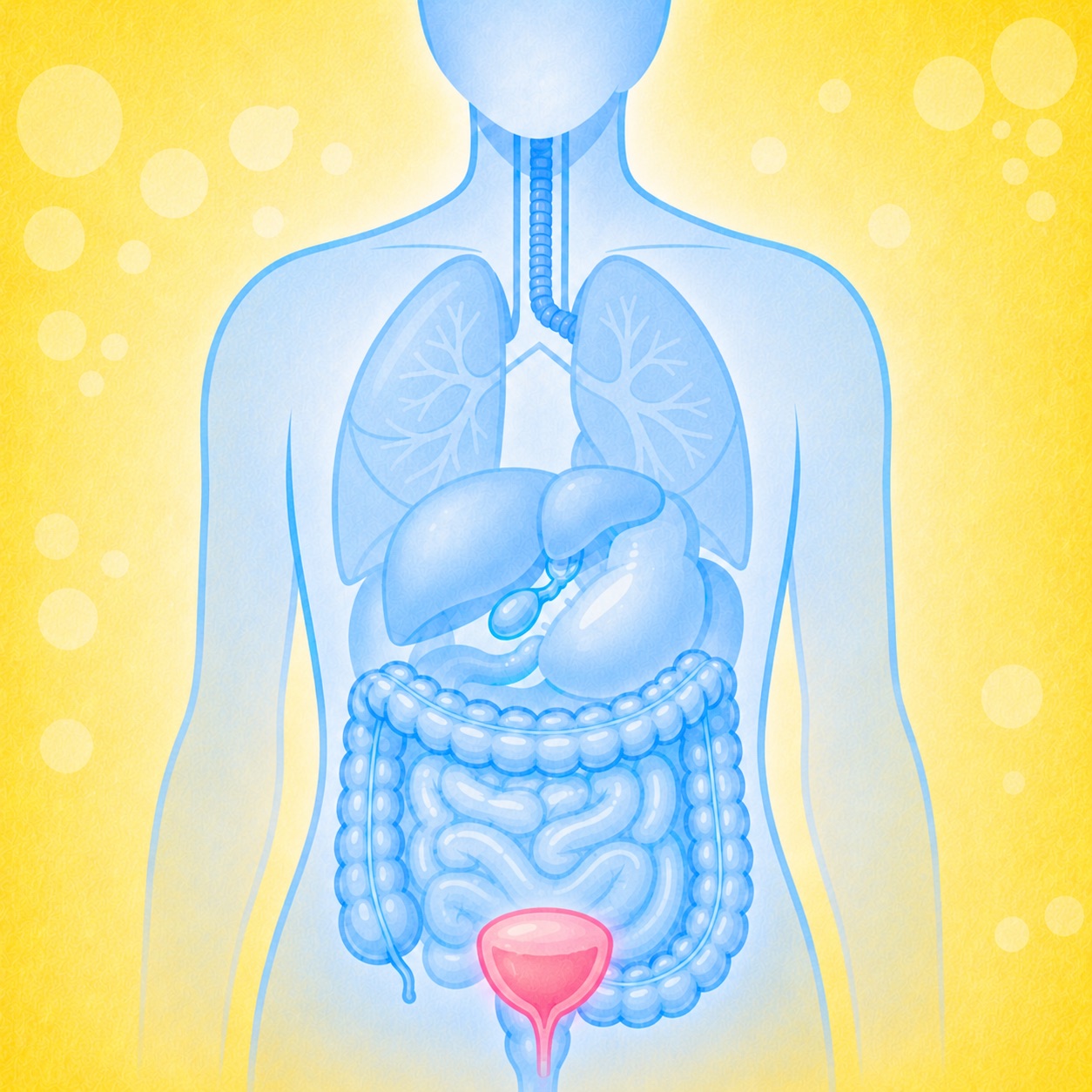 膀胱の位置を示す図解 ─ 骨盤の中、恥骨のすぐ奥にある袋状の臓器