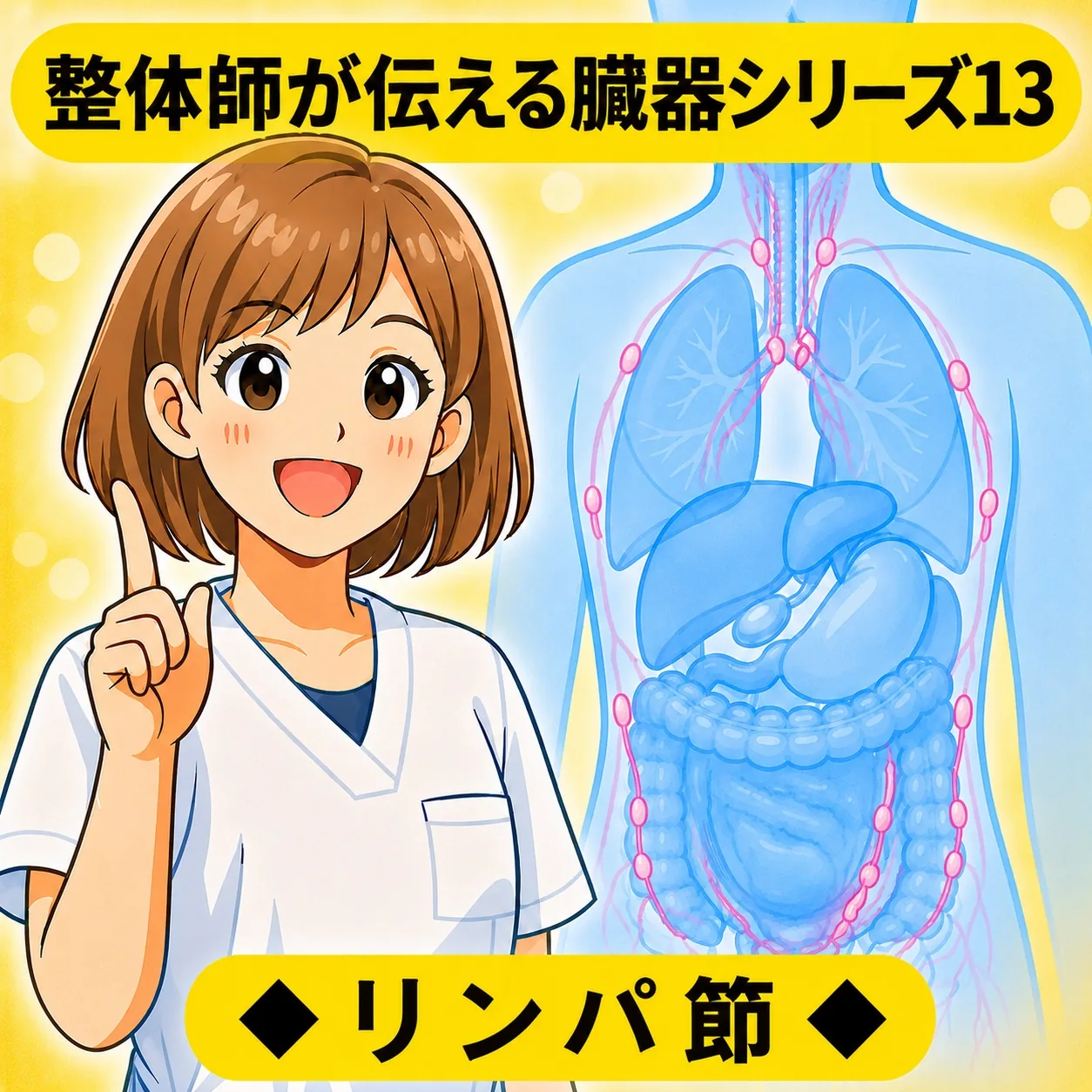 整体師が伝える臓器シリーズ Vol.13 リンパ節 ─ リンパ節をやさしく解説するイラスト