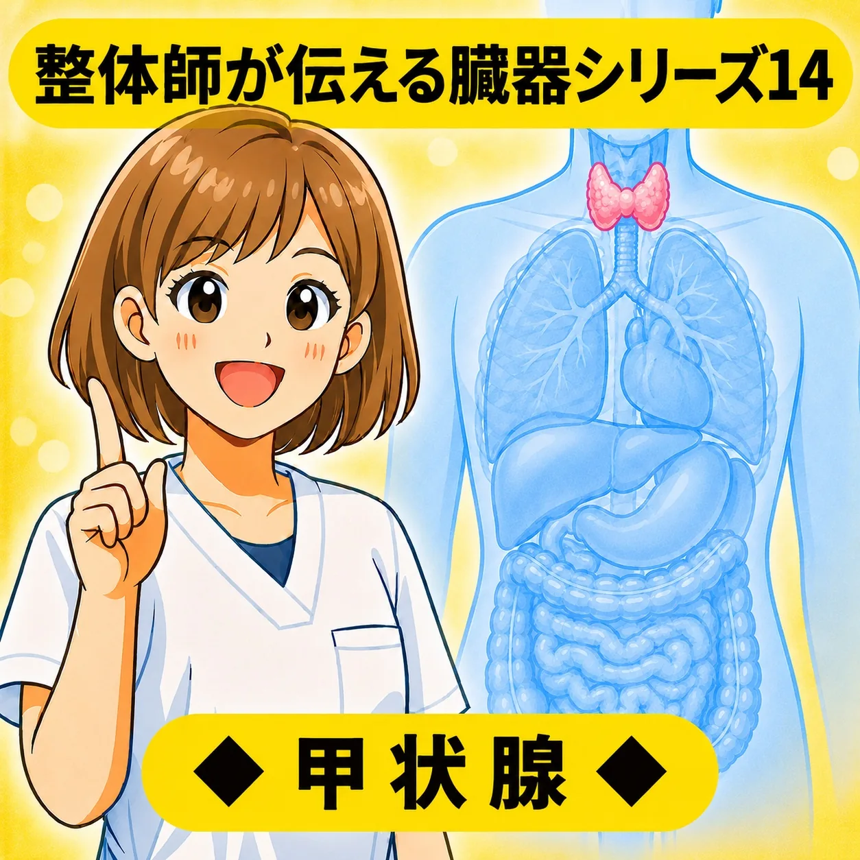 整体師が伝える臓器シリーズ Vol.14 甲状腺 ─ 甲状腺をやさしく解説するイラスト