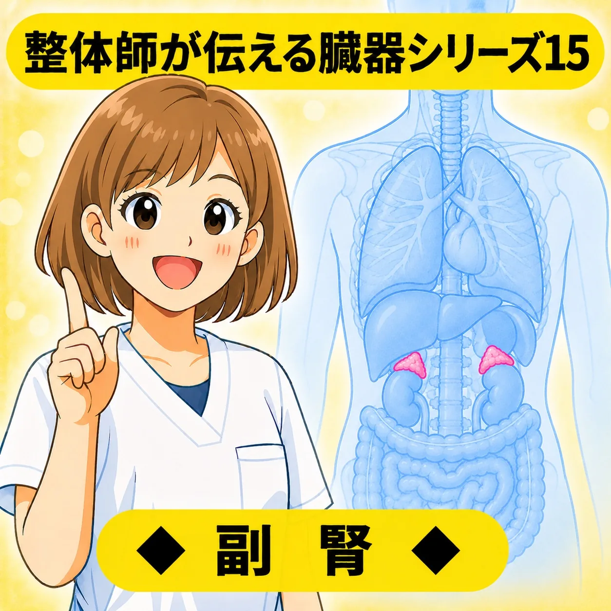 整体師が伝える臓器シリーズ Vol.15 副腎 ─ 副腎をやさしく解説するイラスト