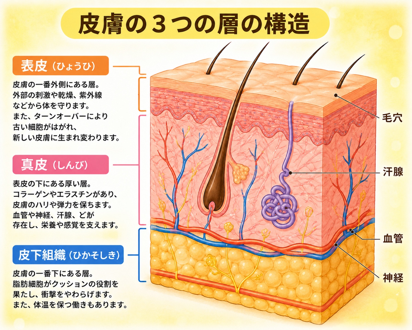 皮膚の3つの層の構造を示す図解 ─ 表皮・真皮・皮下組織と、毛穴・汗腺・血管・神経