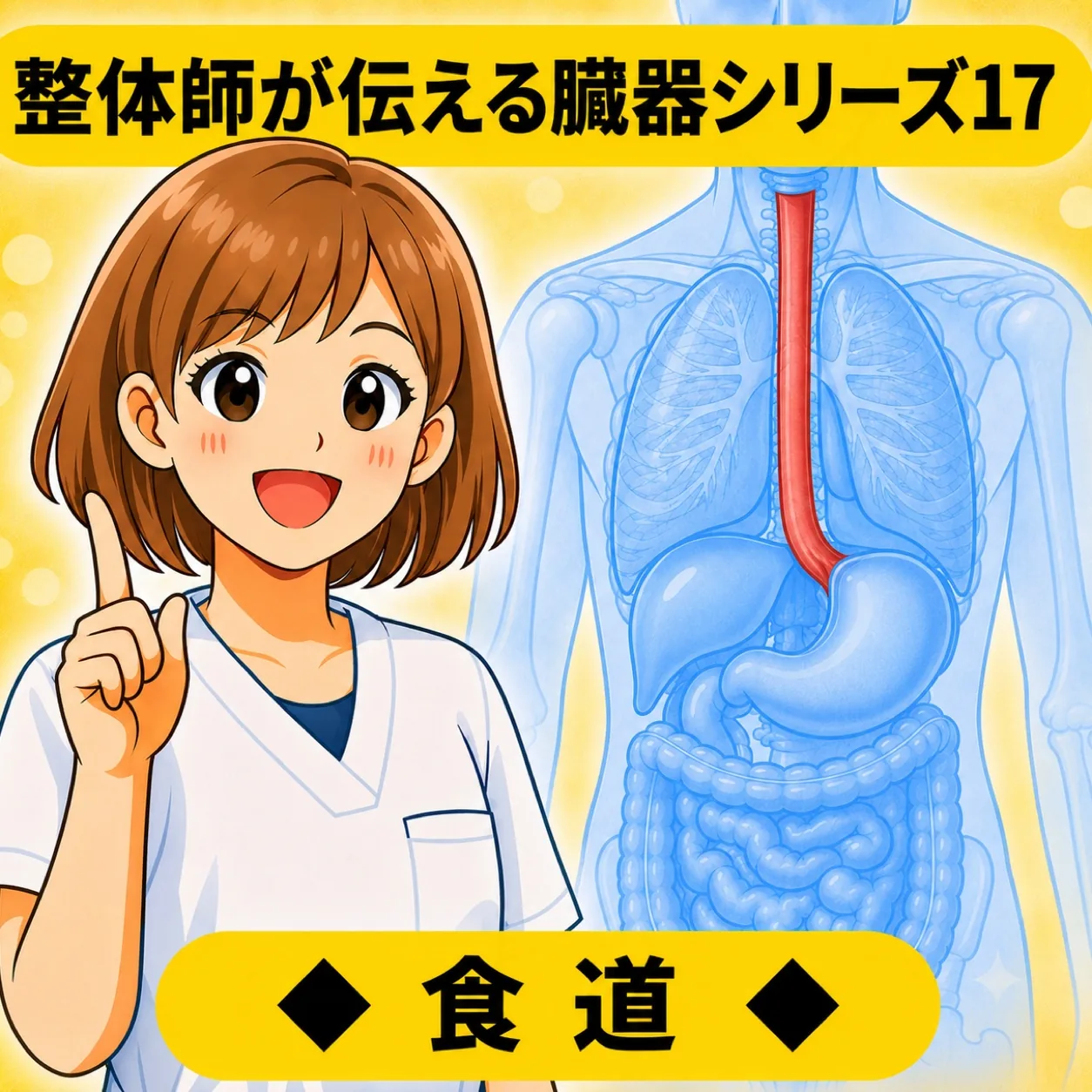 整体師が伝える臓器シリーズ Vol.17 食道 ─ 食道をやさしく解説するイラスト
