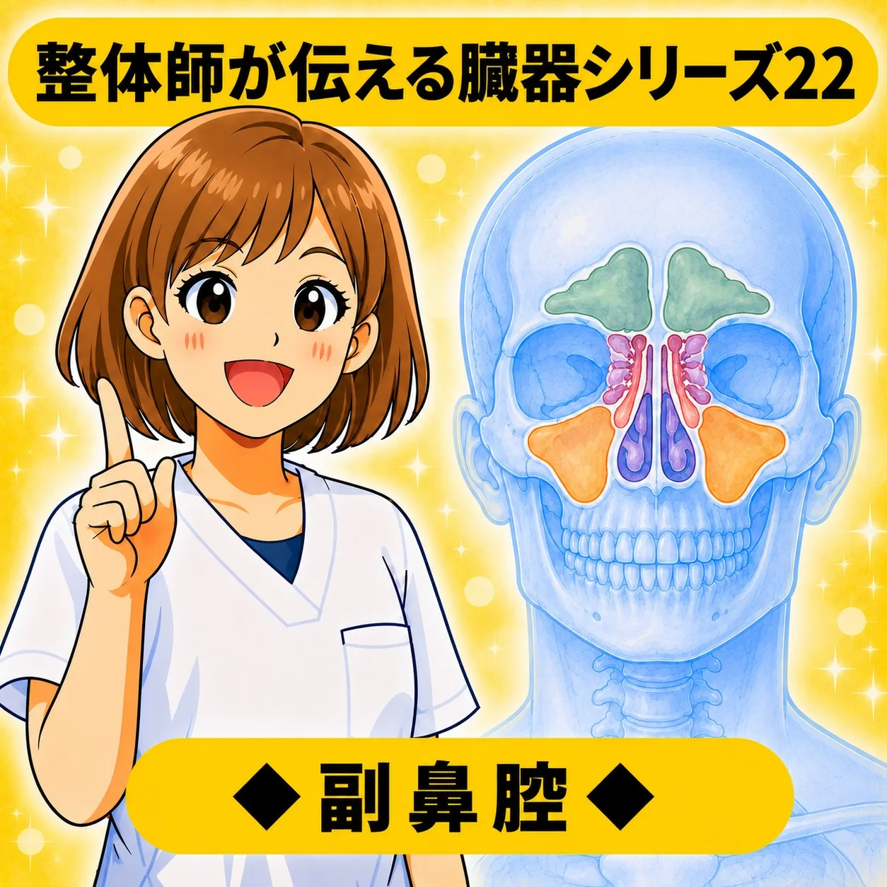 整体師が伝える臓器シリーズ Vol.22 副鼻腔 ─ 副鼻腔をやさしく解説するイラスト