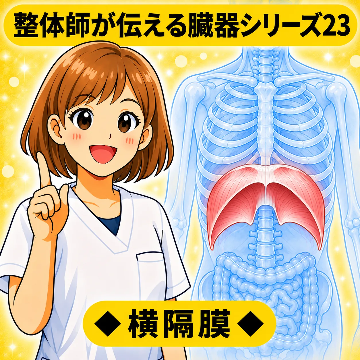 整体師が伝える臓器シリーズ Vol.23 横隔膜 ─ 横隔膜をやさしく解説するイラスト