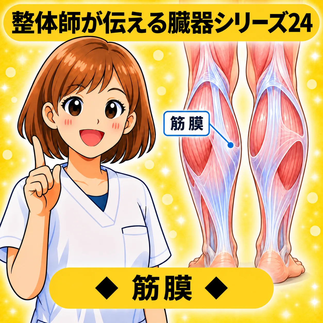 整体師が伝える臓器シリーズ Vol.24 筋膜 ─ ふくらはぎの筋膜をやさしく解説するイラスト