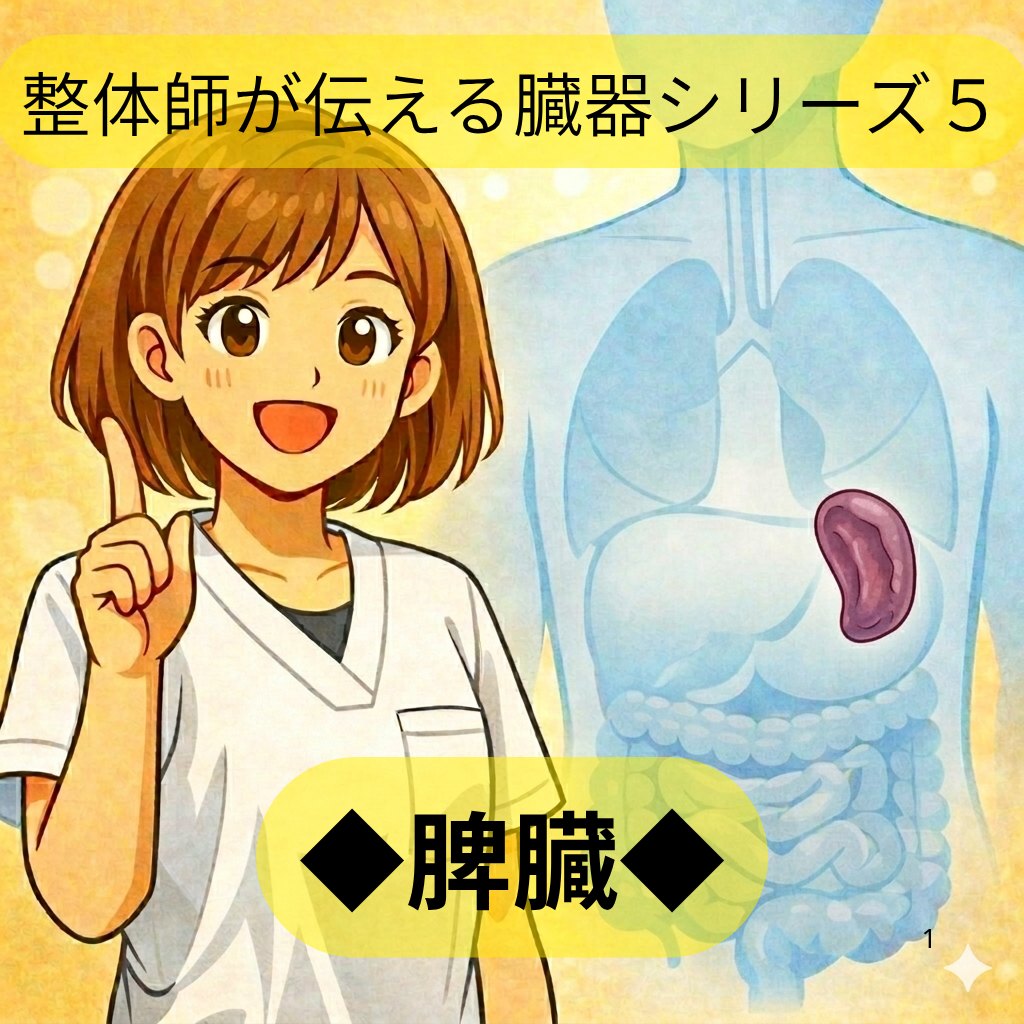 整体師が伝える臓器シリーズ Vol.5 脾臓 ─ 脾臓をやさしく解説するイラスト