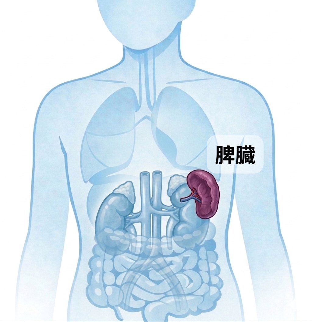 脾臓の位置を示す図解 ─ 左の脇腹・胃の裏側にある臓器