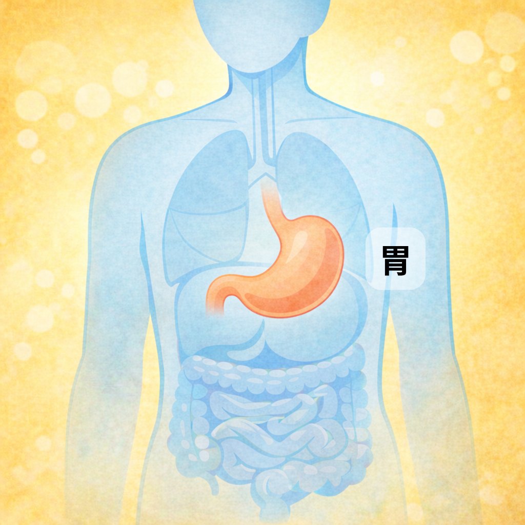 胃の位置を示す図解 ─ みぞおちのやや左にある臓器