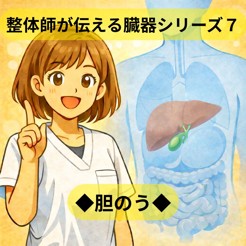整体師が伝える臓器シリーズ Vol.7 胆のう ─ 胆のうをやさしく解説するイラスト