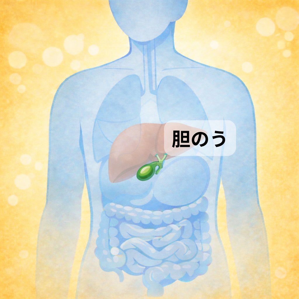 胆のうの位置を示す図解 ─ 肝臓の下にくっつく小さな袋状の臓器