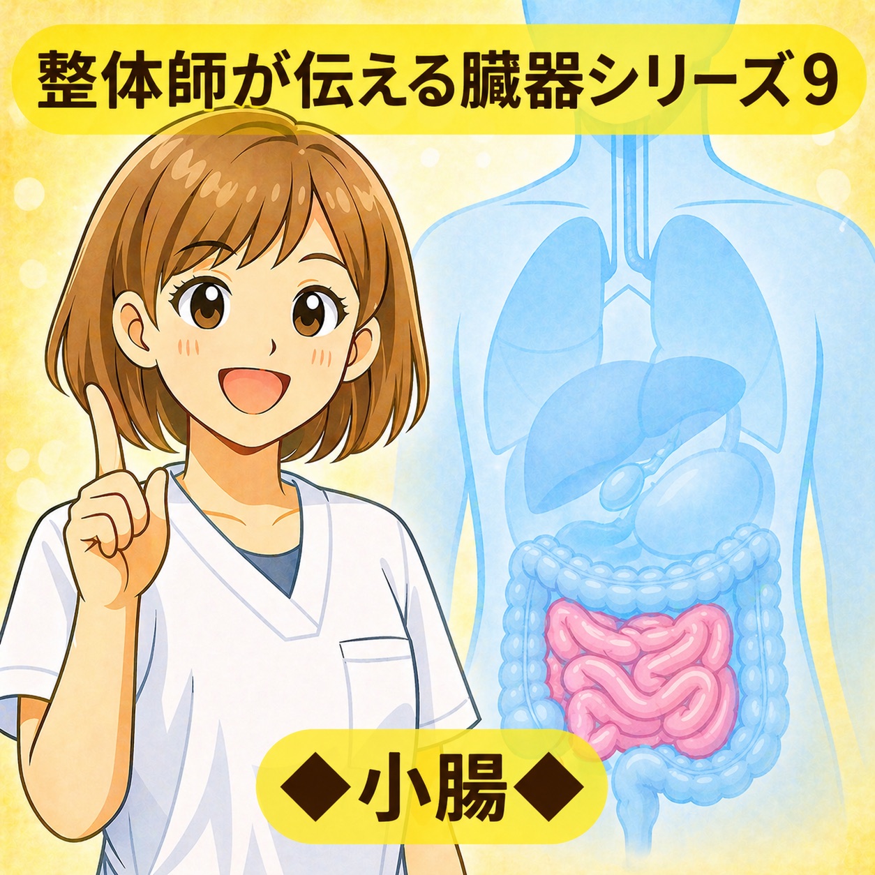 整体師が伝える臓器シリーズ Vol.9 小腸 ─ 小腸をやさしく解説するイラスト